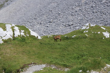 Wilde Gämse in den Alpen 