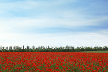 Fototapeta na wymiar Beautiful red poppy flowers growing in field