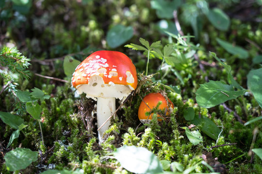 Beautiful Fly amanita in the grass