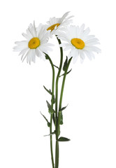 Bouquet of beautiful chamomile flowers on white background