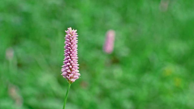 A single flower Persicaria Bistorta swinging in the wind in a forest in a clearing. Wild mountain plants. Tranquility, environmental protection concept. Blooming medicinal herbs.