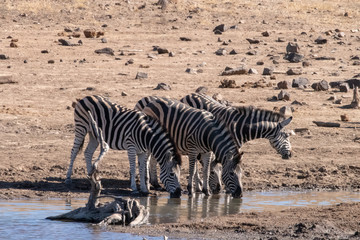 Fototapeta na wymiar A small herd of zebra drinking at a drying up water hole.