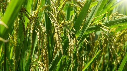 Rice Plants close-up detail of grains