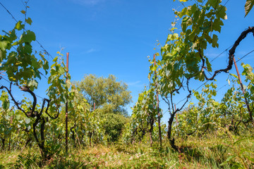Obraz na płótnie Canvas View at vineyard fields in sunny day