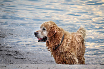 Golden retriever dog swimming