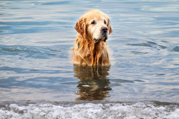 Golden retriever dog swimming