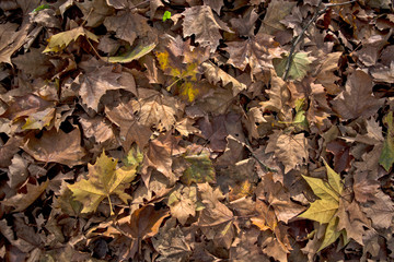 Autumn leaves in a park on the ground