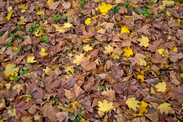 Autumn leaves in a park on the ground