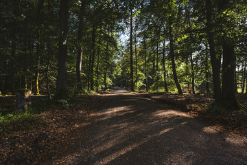 Römerstraße Pfälzerwald