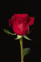 Red rose on a black background