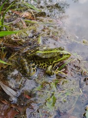 bright green frog sits on the water surface among the grass