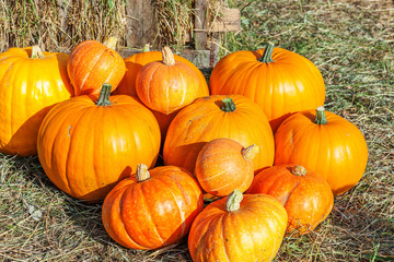 Natural autumn fall view pumpkin on eco farm background. Inspirational october or september wallpaper. Change of seasons, ripe organic food concept. Halloween party Thanksgiving day.