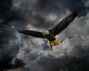 AMERICAN BALD EAGLE WITH FISH IN CLAWS