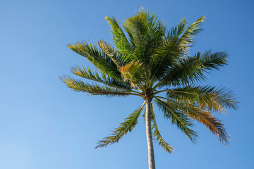 Obraz na płótnie Canvas Palm tree and sun flare against clear blue sky
