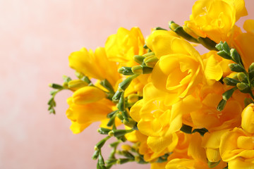 Beautiful blooming yellow freesias against pink background, closeup