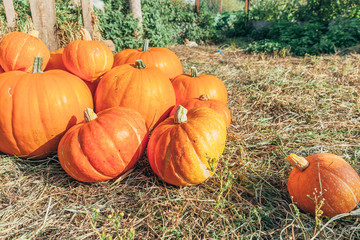 Natural autumn fall view pumpkin on eco farm background. Inspirational october or september...