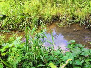grass and water