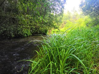 river in the forest