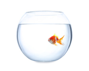 Beautiful bright small goldfish in round glass aquarium isolated on white