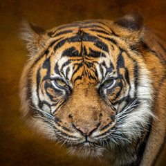 Artistic portrait of a tiger