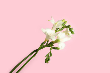 Beautiful freesia flowers on light pink background