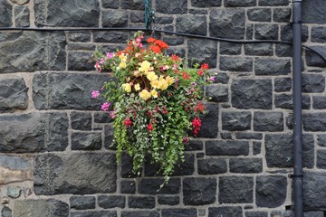 A hanging basket of summer flowers with a grey stone wall background.