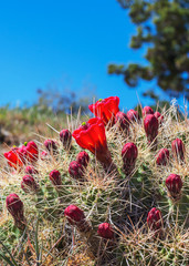 Blooming red Claret Cup Cactus close-up, macro.