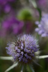 Beautiful pink forest flowers close up