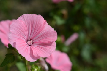 Pink mallow flowers in the garden close up