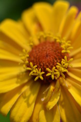 Yellow zinnia flower close up
