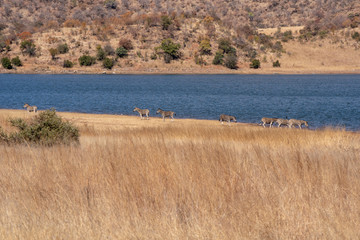 A herd of zebra on the banks of a large body of water.