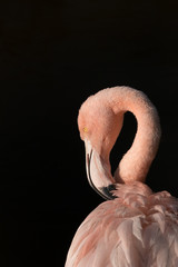 Pink flamingo and black background