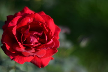 Large red rose in the garden in summer