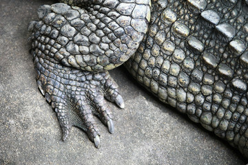 Fototapeta premium The big crocodile in the farm