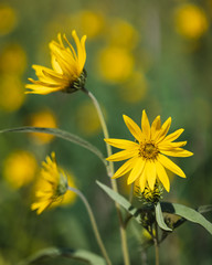 Western Sunflowers in a garden, with several more blurred in the background