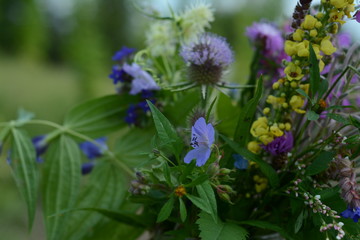 A mix of meadow and forest flowers in a meadow near the forest