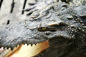 The big crocodile in the farm