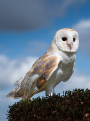 Barn owl. Tyto alba.