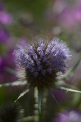 Fototapeta premium Beautiful pink forest silybum marianum flower close up
