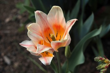 Fototapeta premium Tulipano
