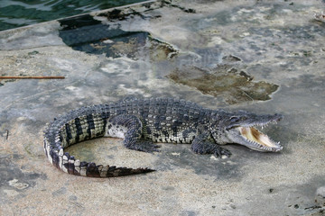 The big crocodile in the farm