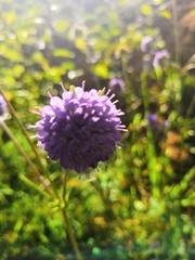 purple and yellow flowers
