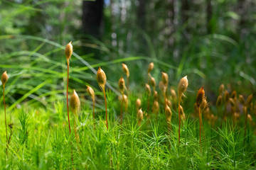 Microscopic moss Sporophyte Calyptra of Polytrichum commune.