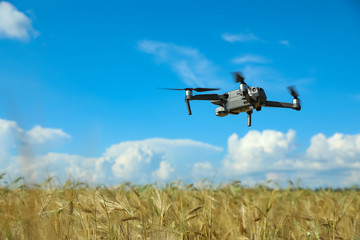 Modern drone flying over wheat grain field on sunny day. Agriculture industry