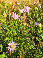 flowers in the garden