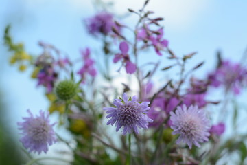 Meadow pink flowers close-up in the open air