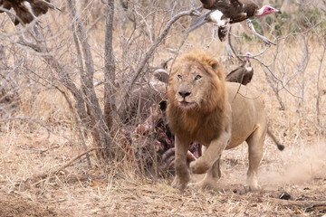 A male lion defends his kill from vultures.