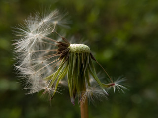 Fototapeta premium A close-up view of the dandelion from which the wind blew most of the seeds against a green blurred background.