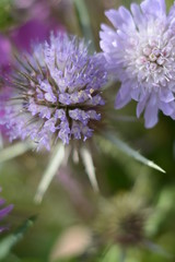 Fototapeta premium Beautiful pink forest silybum marianum and other plant