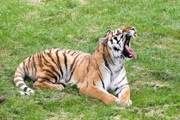 Tiger lying in the grass